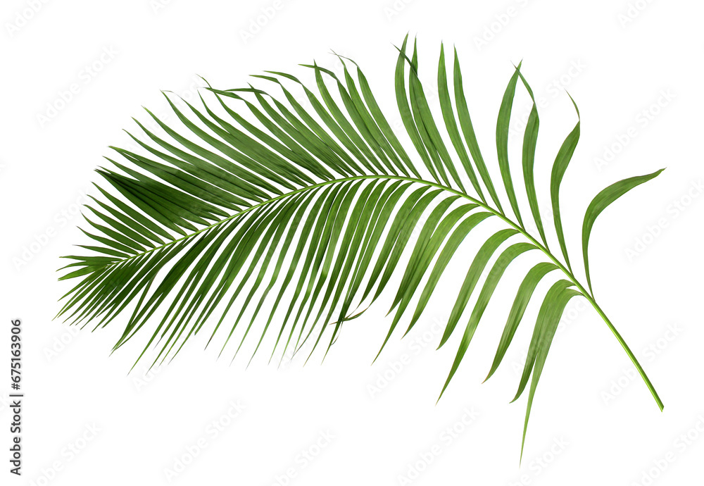 Wall mural green leaf of palm tree isolated on transparent background png file