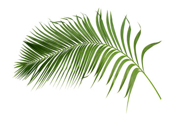 green leaf of palm tree isolated on transparent background png file - 675163906
