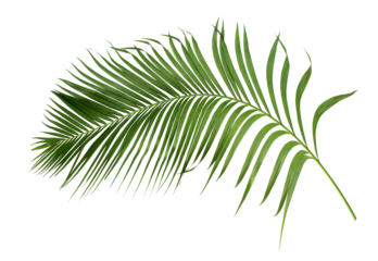 green leaf of palm tree isolated on transparent background png file