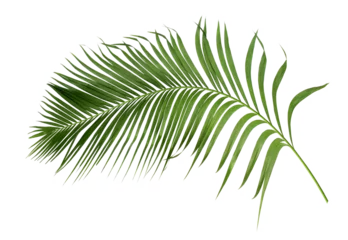 Poster green leaf of palm tree isolated on transparent background png file © studio2013