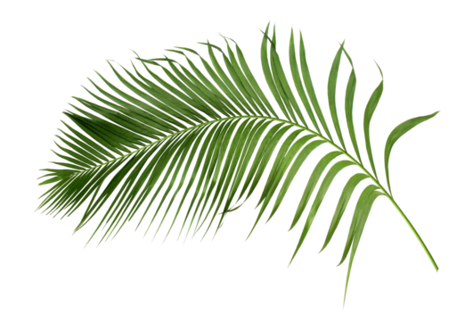 green leaf of palm tree isolated on transparent background png file - Powered by Adobe