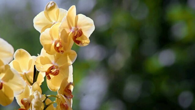 yellow Orchid branch on green natural background
