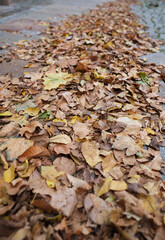 Herbstlaub auf einem Fußweg