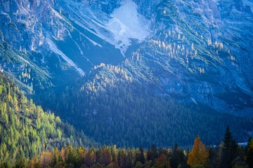 Contrasting image of larch trees on a mountainside of the Cristallo massif in the Dolomites, just...