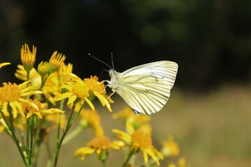 White beautiful butterfly on yellow flower
