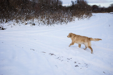 golden retriever running on white snow