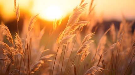 Detail of wild grass at sunset