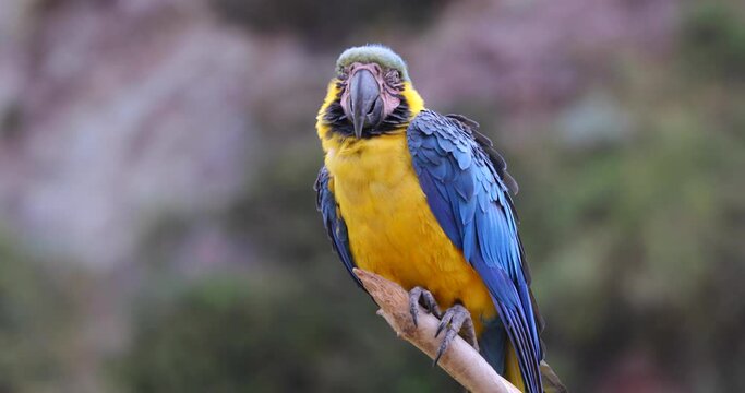 Macaw Parrot - Close Up