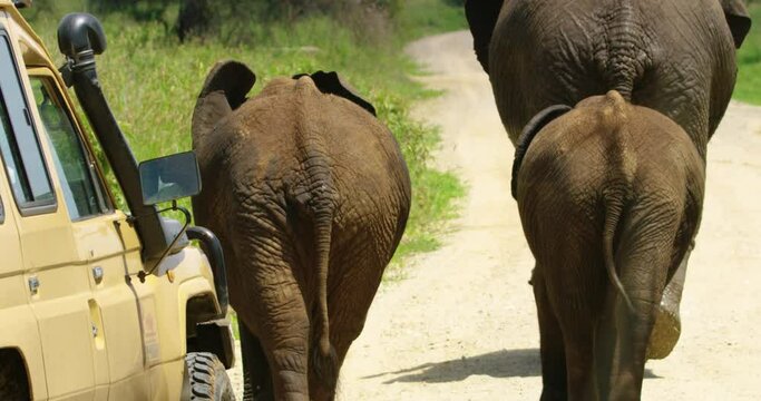 A steady shot of three elephants' backs as they walk on a road.