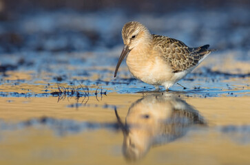 The curlew sandpiper - young bird at a seashore on the autumn migration way