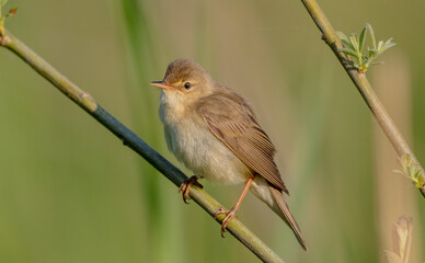 Marsh warbler - at the meadow in spring