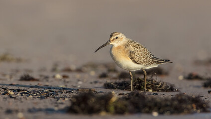 The curlew sandpiper - young bird at a seashore on the autumn migration way