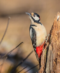Great Spotted Woodpecker - male - in the wet forest in winter