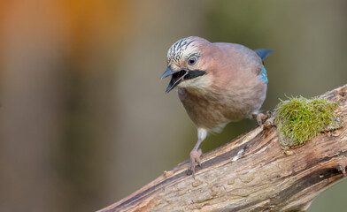 Eurasian Jay - in autumn  at the wet forest