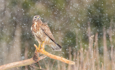 Common Buzzard in early spring at a wet forest