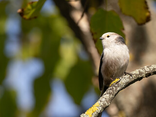 long tailed tit on a branch