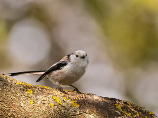 long tailed tit on a branch