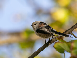 long tailed tit on a branch