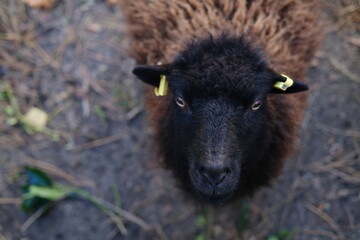 Fototapeta premium A portrait of a black sheep. Paris, France - November 8, 2023.