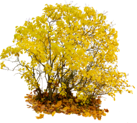 Lilac shrub with yellow foliage in autumn isolated on a transparent background