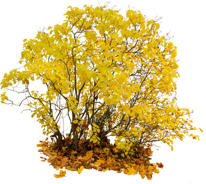 Lilac shrub with yellow foliage in autumn isolated on a transparent background