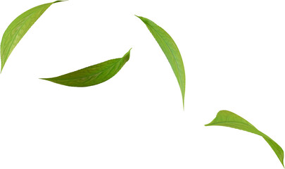 falling green tea leaves