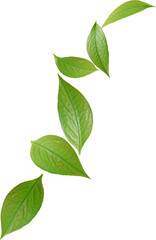 Fototapeta premium green tea leaves