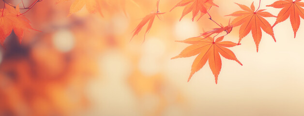 Abstract background with autumn leaves, Autumn background with leaves on a sunny day