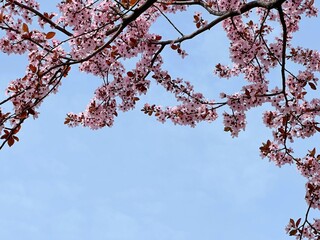 Spring blossom pink sakura flowers on blue sky 