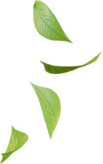 falling green tea leaves