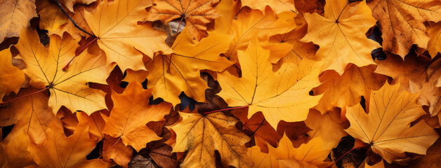 Abstract background with autumn leaves, Autumn background with leaves on a sunny day