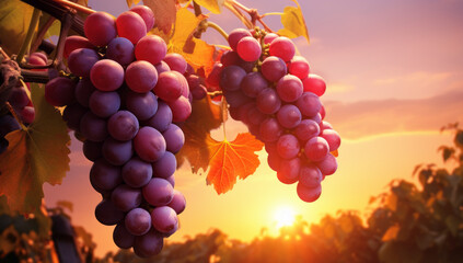 Delicious and Refreshing Grapes on Grapevines, Beautiful grapes on a vine against the setting sun