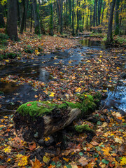 Autumn at the river Priesnitz - Herbst an der Priesnitz