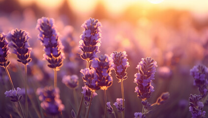 Obraz premium lavender flowers on blurred background, pretty lavender flowers. flowers in the morning. sunset, Summer Wildflower Meadow in Morning Sunlight