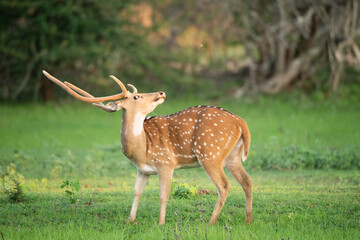 Naklejka na ściany i meble Wild Spotted Deer looking back in Yala National Park