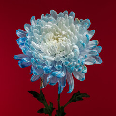 Blue-white chrysanthemum on a red background