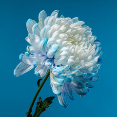 Blue-white chrysanthemum on a blue background