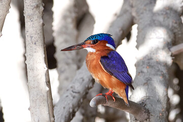 Malachite kingfisher (Corythornis cristatus)