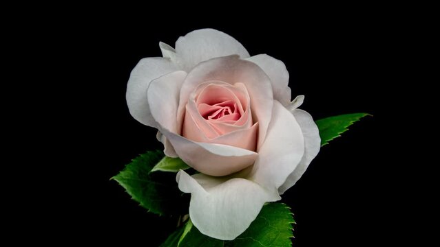 Beautiful opening pink rose . Petals of Blooming pink rose flower open, time lapse, close-up. Holiday, love, birthday design backdrop.
