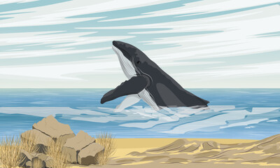 A humpback whale emerges from the water near an empty sandy coast. Realistic vector landscape
