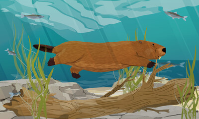 A beaver swims in the water. Lake with beaver dam, stones and fish. Realistic vector landscape