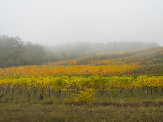 autumn vineyards in the mist