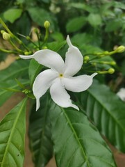 white Jasmine flower