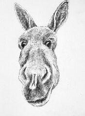 graphic portrait of a donkey