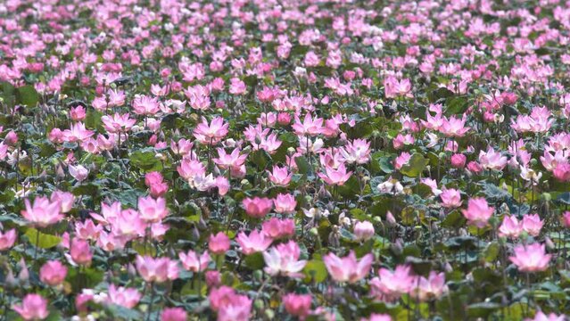 pond of beautiful blooming pink lotus flower
