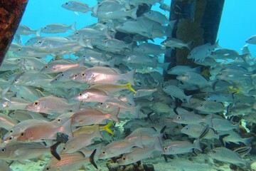 Big school of silver fish swimming under the pier. Scuba diving with the marine life, underwater...