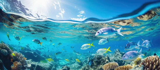 Fotobehang An underwater view from beneath a diverse school of fish in the ocean © sopiangraphics