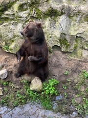 Huge brown bear in the green park, bear in the zoo