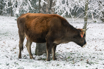 A brown cow is grazing in the forest. A cow is trying to get to the green grass after a snowfall. Pets on the farm. A cow eats grass in a forest with icy tree branches. Winter landscape and cow.