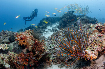 Feather star or crinoid habitat on tropical coral reef with school of fish and diver behind at...
